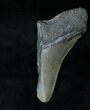 Half of a Megalodon Tooth #12894-1